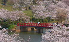 【花見OK】甘木公園
